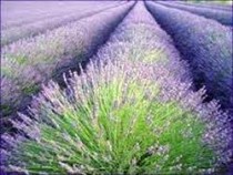 Lavender Oil