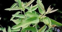 Eucalyptus Oil