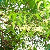 Neem Oil