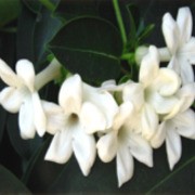 Jasmine Oil