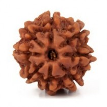 Rudraksha Beads