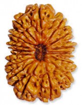 Rudraksha Beads