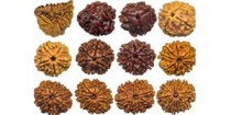 Rudraksha Bead