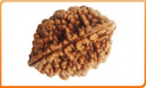 Rudraksha Beads