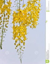 Cassia Fistula