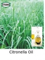 Citronella Oil