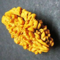 Rudraksha Beads