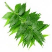 Neem Leaves