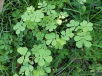 Moringa Oleifera