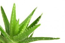 Aloevera