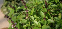 Tulsi