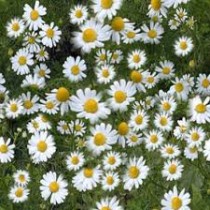 Chamomile Flower