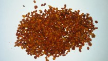 Sea Buckthorn Berries