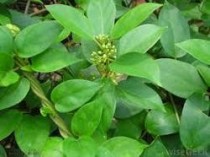 Gymnema Sylvestre