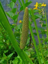 Calamus