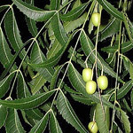 Neem Products