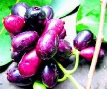 Jambu - Jamun seed Powder