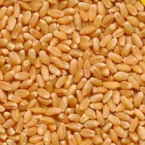 Wheat (Gehoon) 800gm.