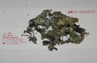 Chalora Chadila (Lichens)