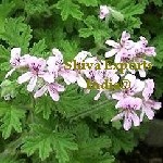 Geranium Oil