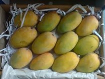 Organic kesar mango