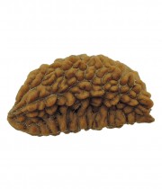 One Mukhi Rudraksha