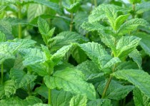 Mentha Oil