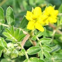 Tribulus Terrestris Extracts