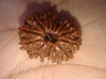 14 MUKHI RUDRAKSHA