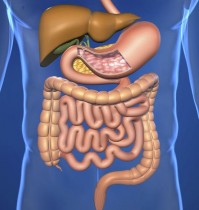 Malabsorption Syndrome (Absorption Problems)