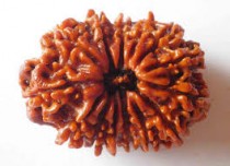 14 mukhi rudraksha