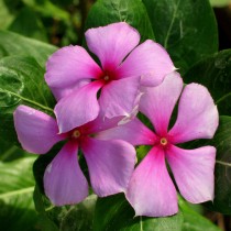 VINCA ROSEA LEAVES