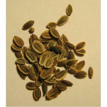 Dill Seed(Anethum Sowa)