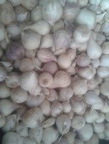 Single Clove Garlic