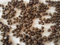 Papaya Seeds(Carica Papaya)