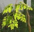 Moringa oleifera