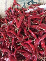 Indian Red Chillies