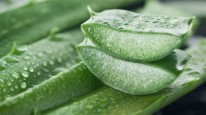 16 Best Aloe Vera Products Manufacturers and Suppliers in Delhi NCR | Natural Therapy India