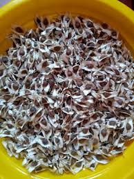 MORINGA SEEDS FOR PLANTATION