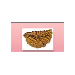 Rudraksha