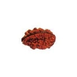 Rudraksha Bead