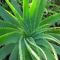 aloe Vera Products