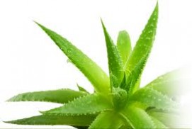 aloe Vera Products