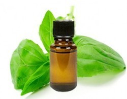 Basil Oil