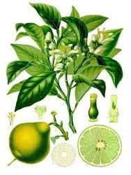 Bergamot Oil