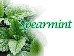 Spearmint oils