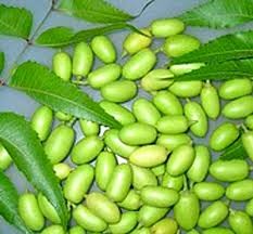 Neem Products