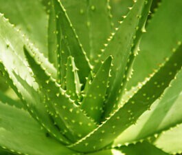 Aloe Vera Juice