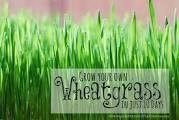 Wheatgrass