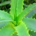 Aloe Vera Plants